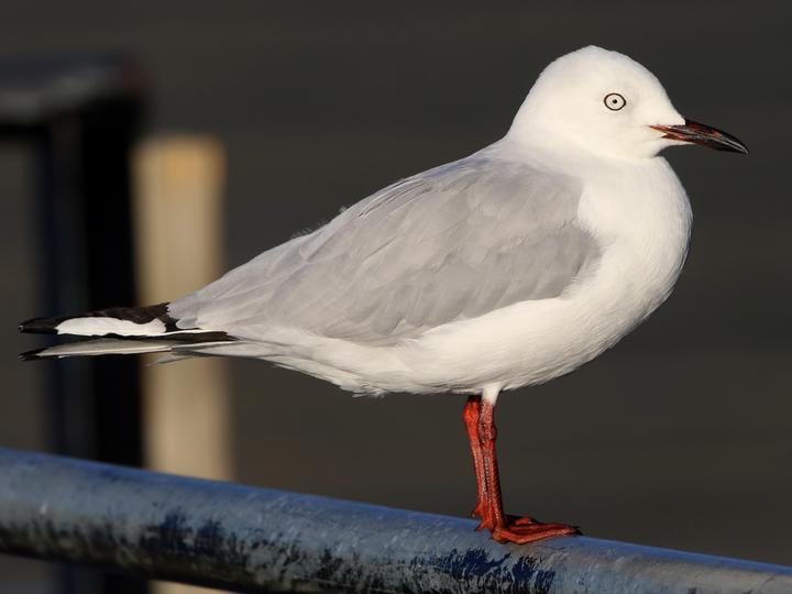 Black-billed Gull