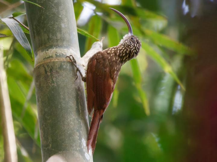 Xingu Scythebill