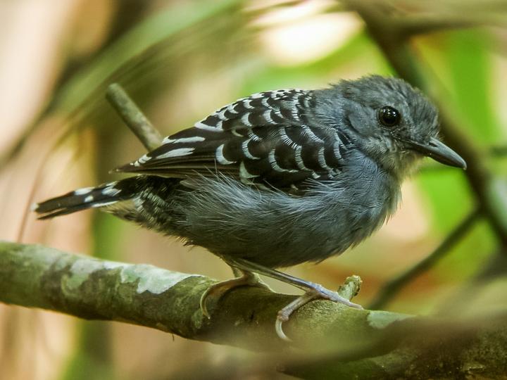 Xingu Scale-backed Antbird