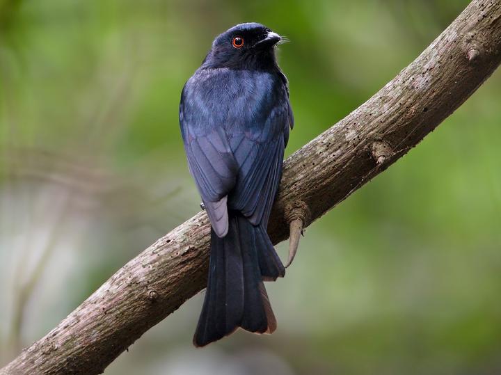 Square-tailed Drongo
