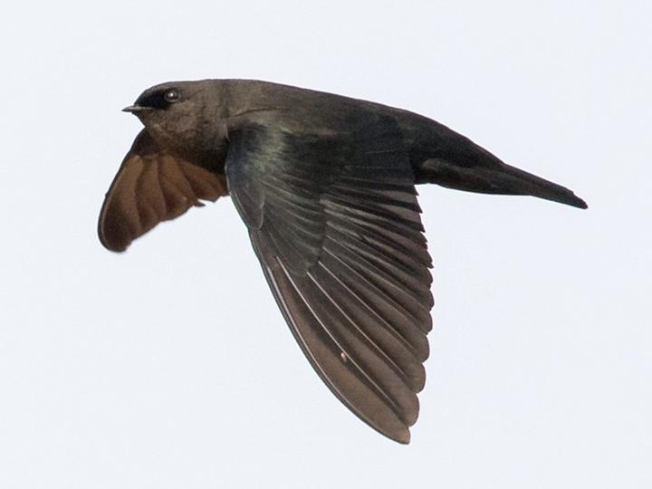 Square-tailed Saw-wing