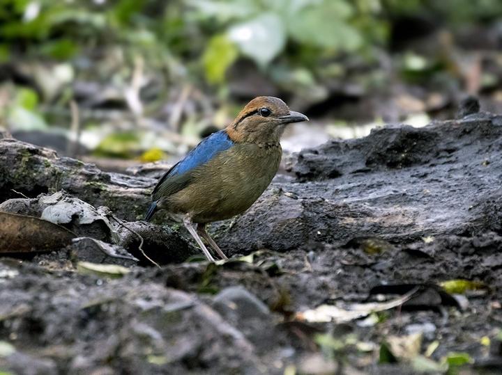 Schneider's Pitta
