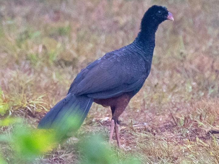 Crestless Curassow