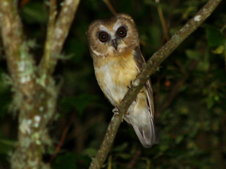 Unspotted Saw-whet Owl