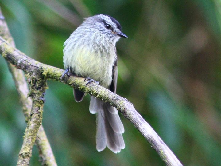 Unstreaked Tit-Tyrant
