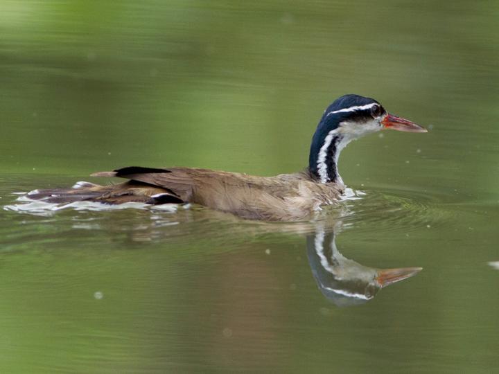 Sungrebe
