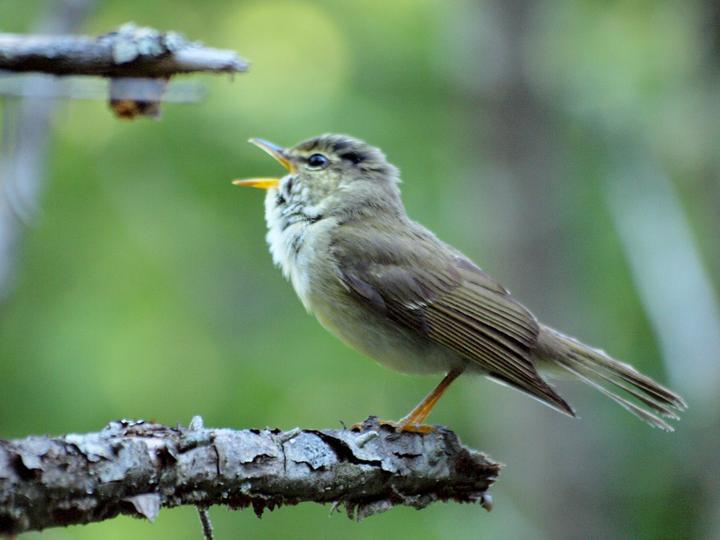 Japanese Leaf Warbler