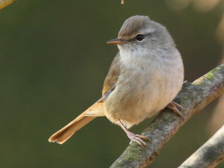 Japanese Bush Warbler