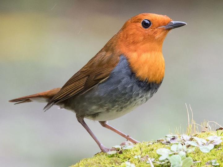 Japanese Robin