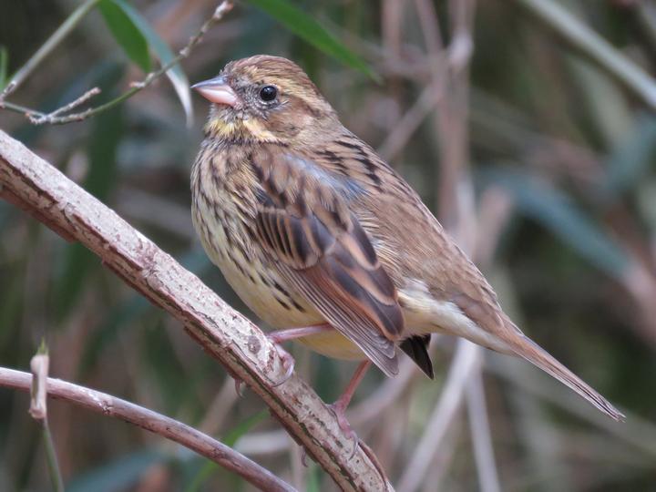 Masked Bunting
