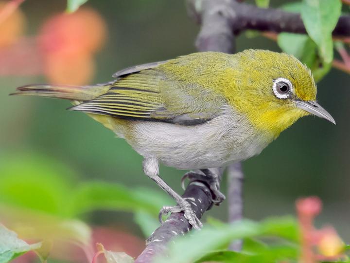 Warbling White-eye