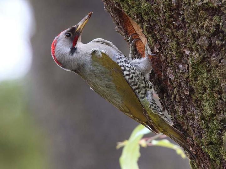 Japanese Green Woodpecker
