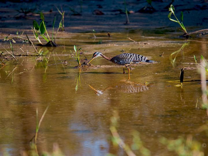Sunbittern