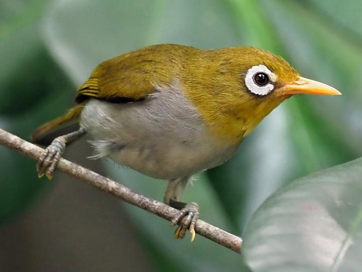Wangi-wangi White-eye