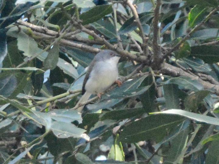 Kungwe Apalis