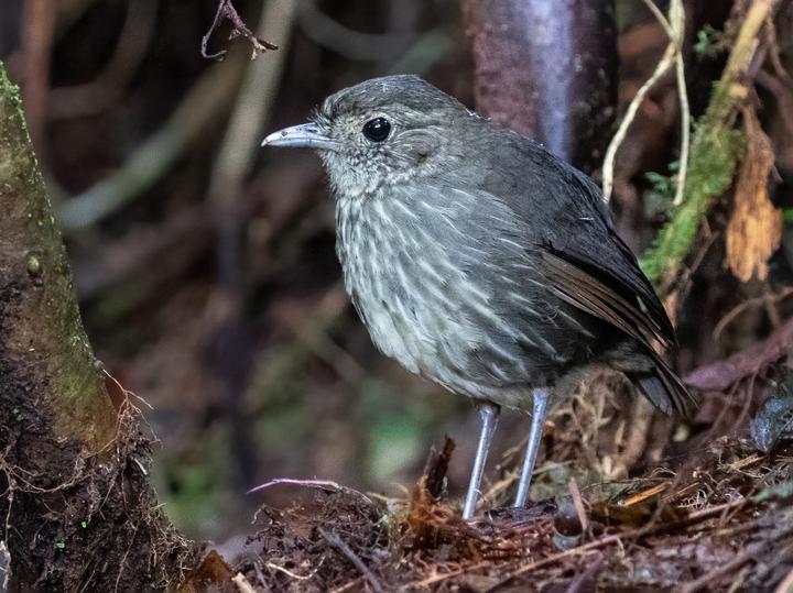 Cundinamarca Antpitta