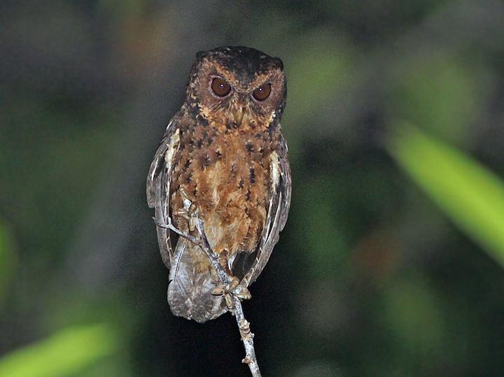 Mentawai Scops Owl