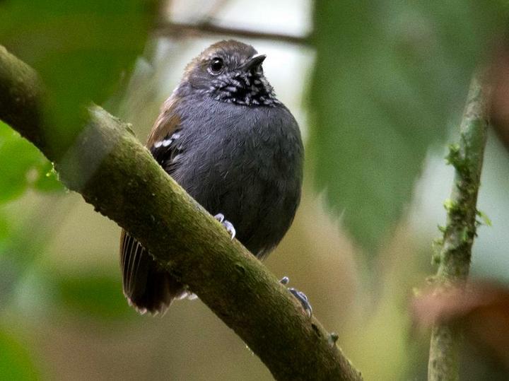 Star-throated Antwren
