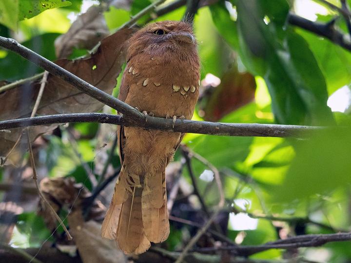 Blyth's Frogmouth