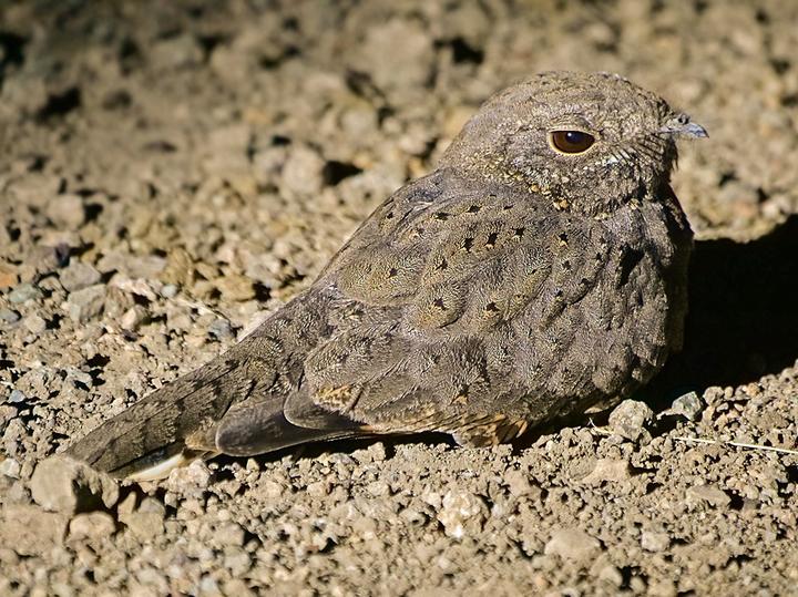 Star-spotted Nightjar
