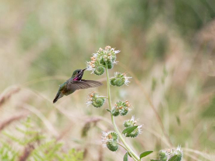 Calliope Hummingbird