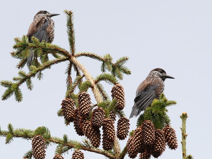 Southern Nutcracker