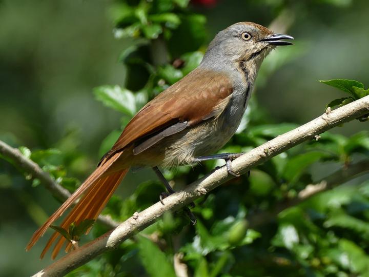 Collared Palm Thrush
