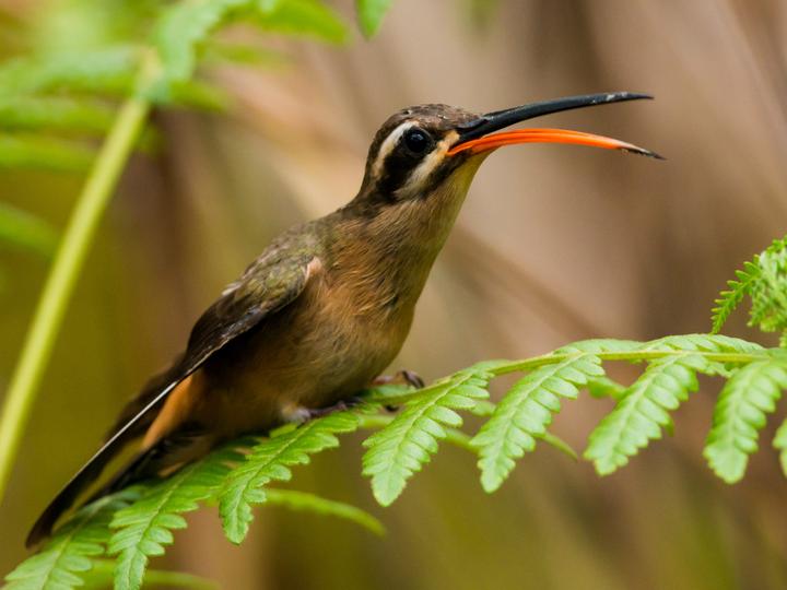 Planalto Hermit