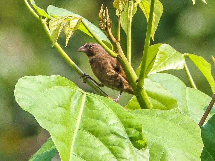 Principe Seedeater