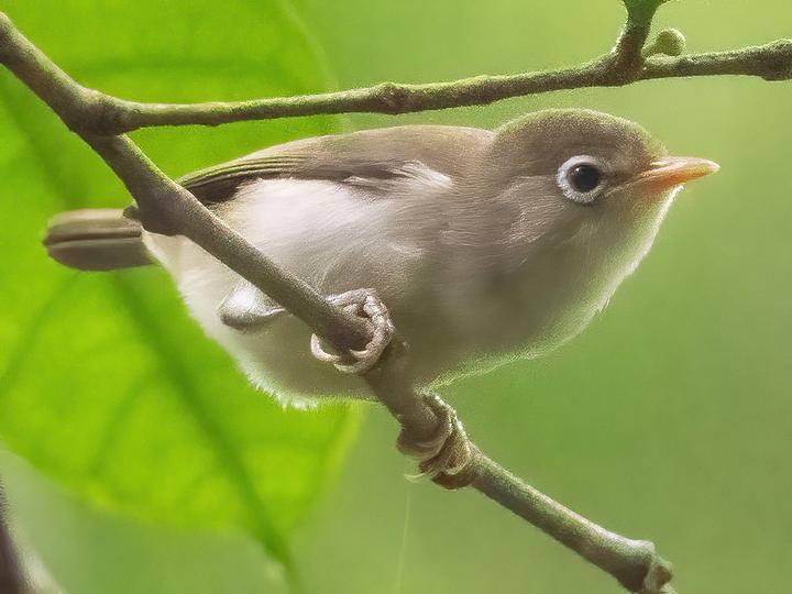 Principe White-eye