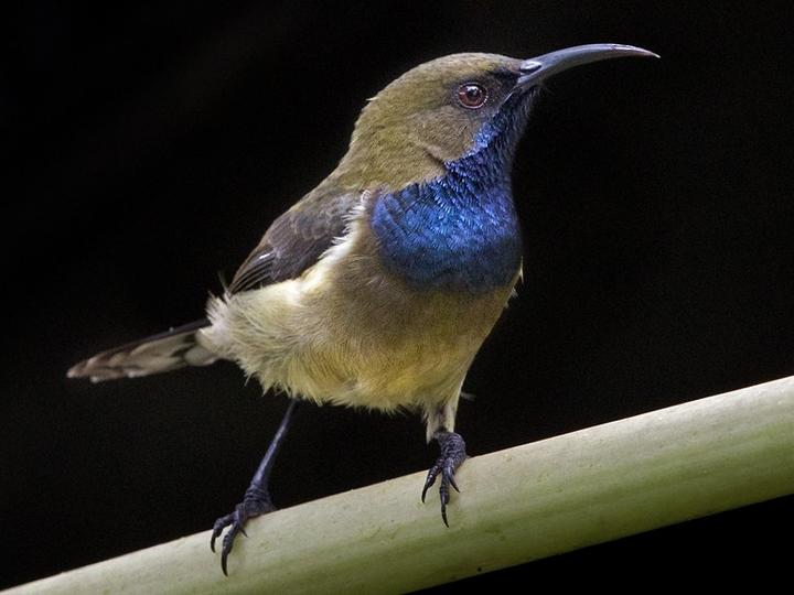 Principe Sunbird
