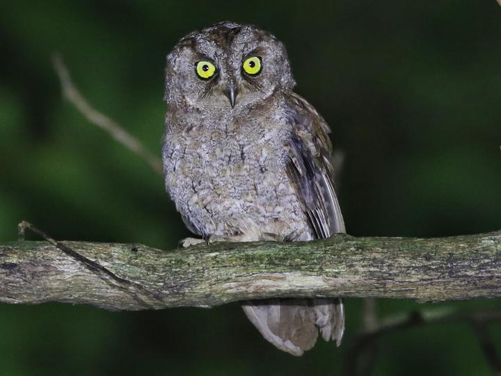 Principe Scops Owl