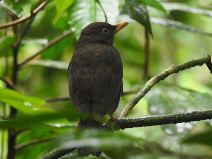 Principe Thrush