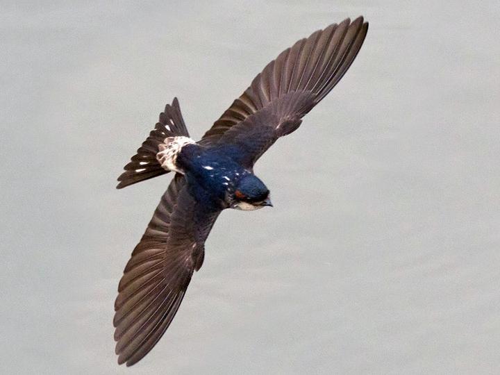 Preuss's Cliff Swallow
