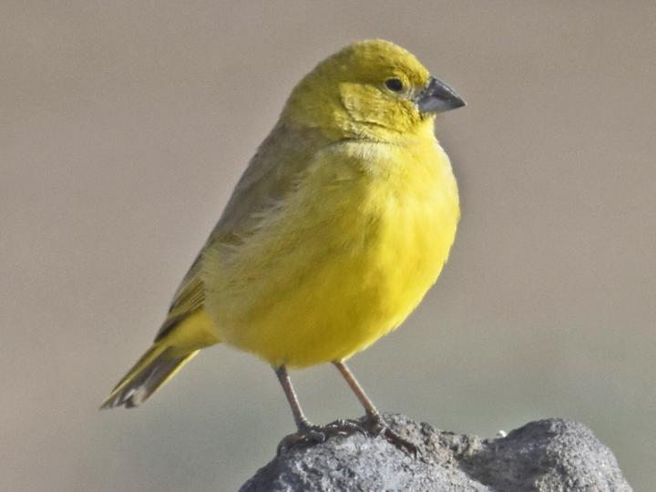 Puna Yellow Finch