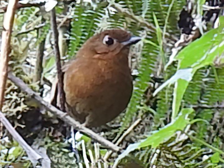 Puno Antpitta