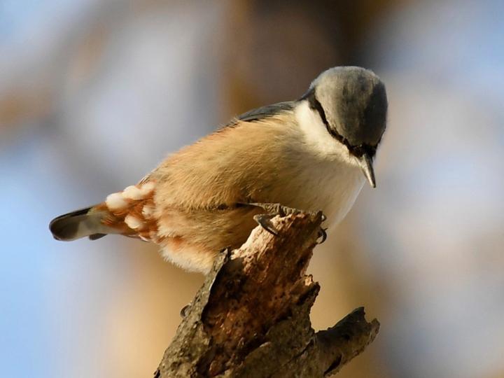 Eurasian Nuthatch