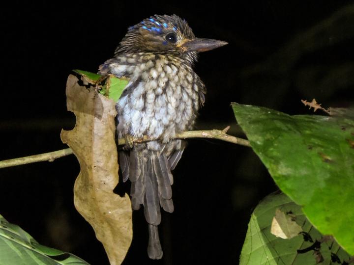 Common Paradise Kingfisher