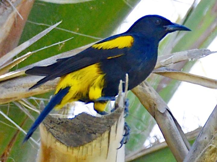 Venezuelan Troupial