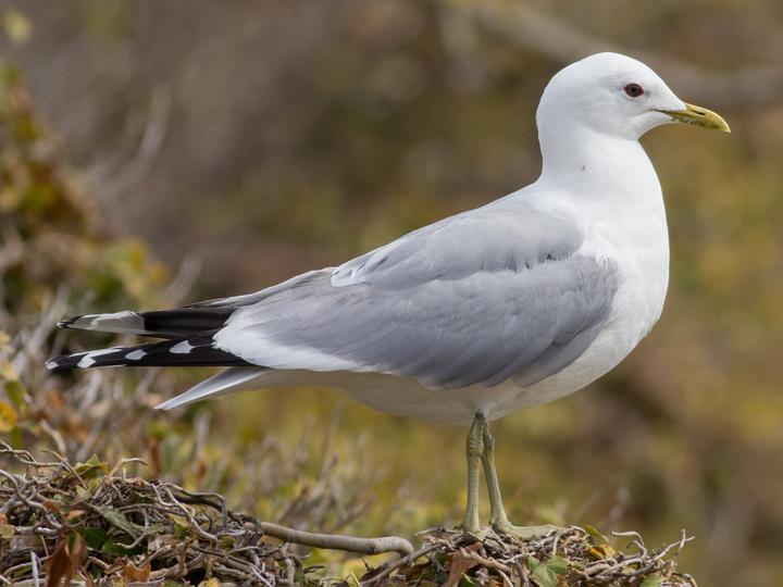 Common Gull