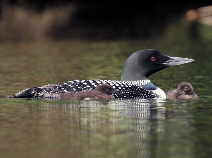 Common Loon