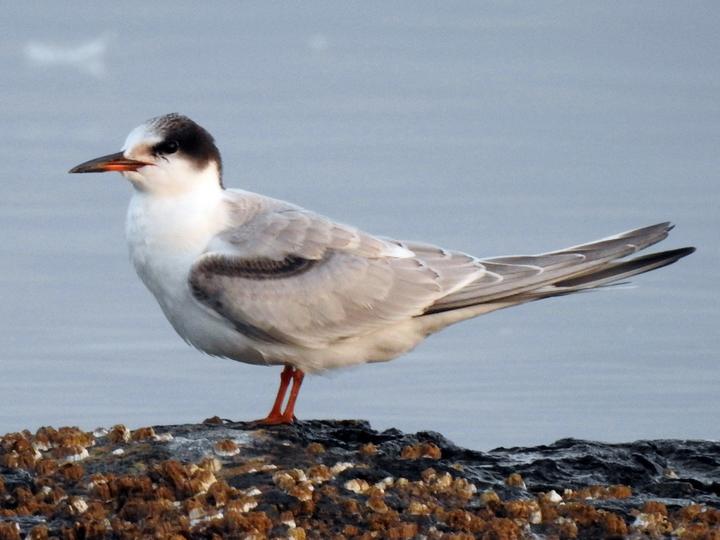 Common Tern