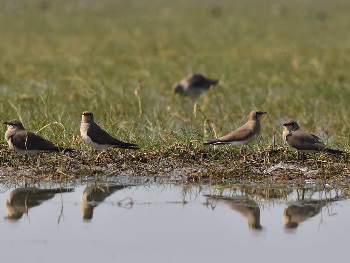 Oriental Pratincole