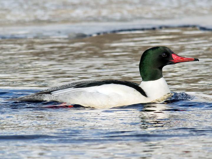 Common Merganser