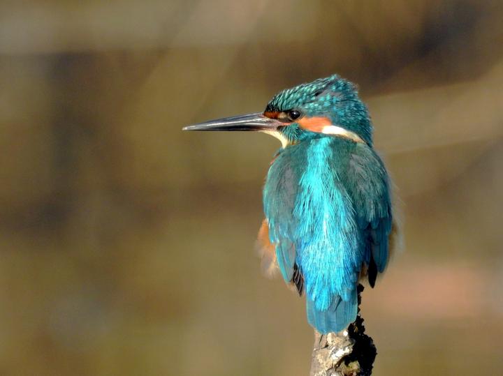 Common Kingfisher