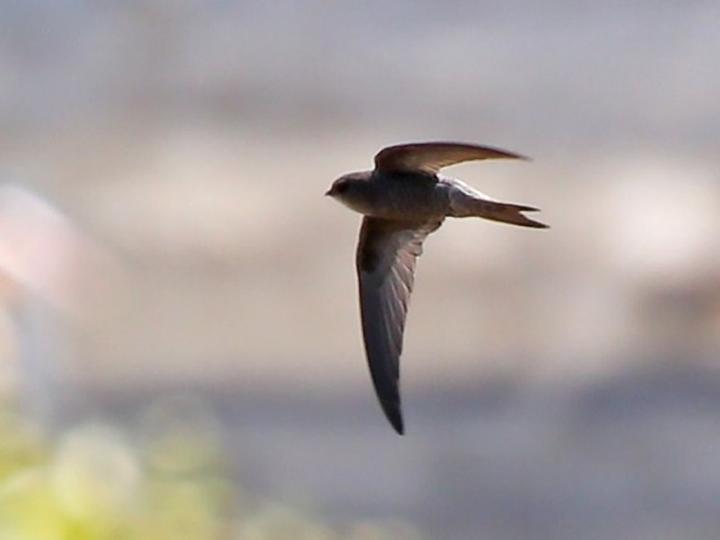 Common Swift