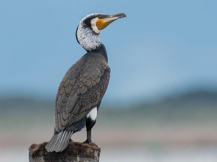 Great Cormorant