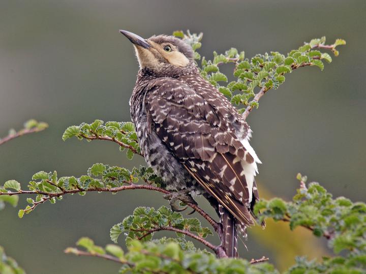 Chilean Flicker