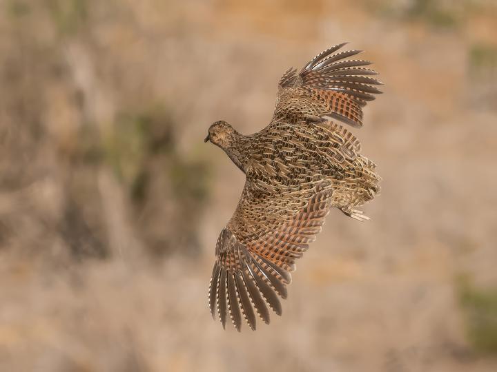Chilean Tinamou