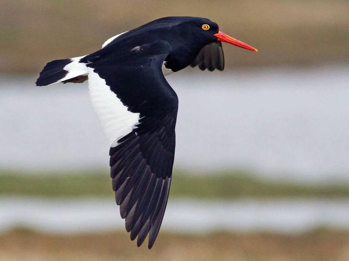 Magellanic Oystercatcher
